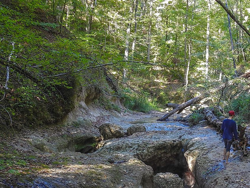 A hiker hiking inside the forest in the Clark Creek Natural Area.