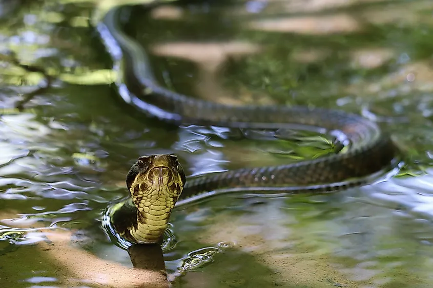 An Eastern cottonmouth in the water.