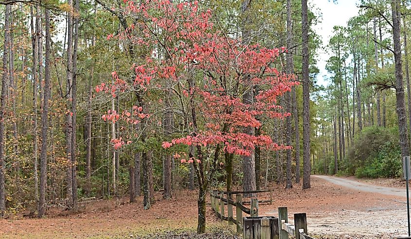 Beautiful Aiken State Park, South Carolina USA