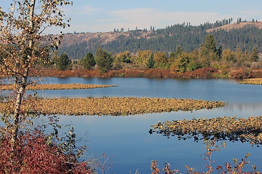 Lilypads on Lake Couer d'Alene