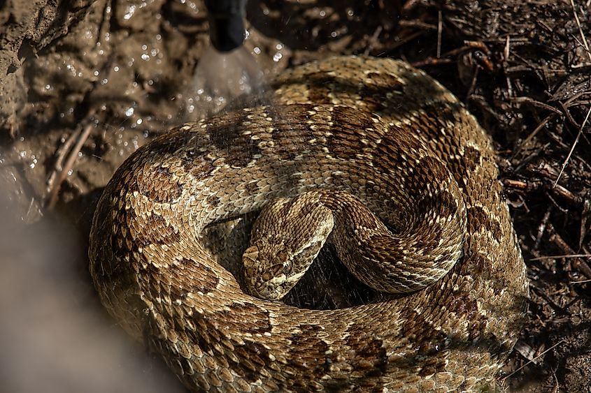 View of a prairie rattlesnake enjoying water.