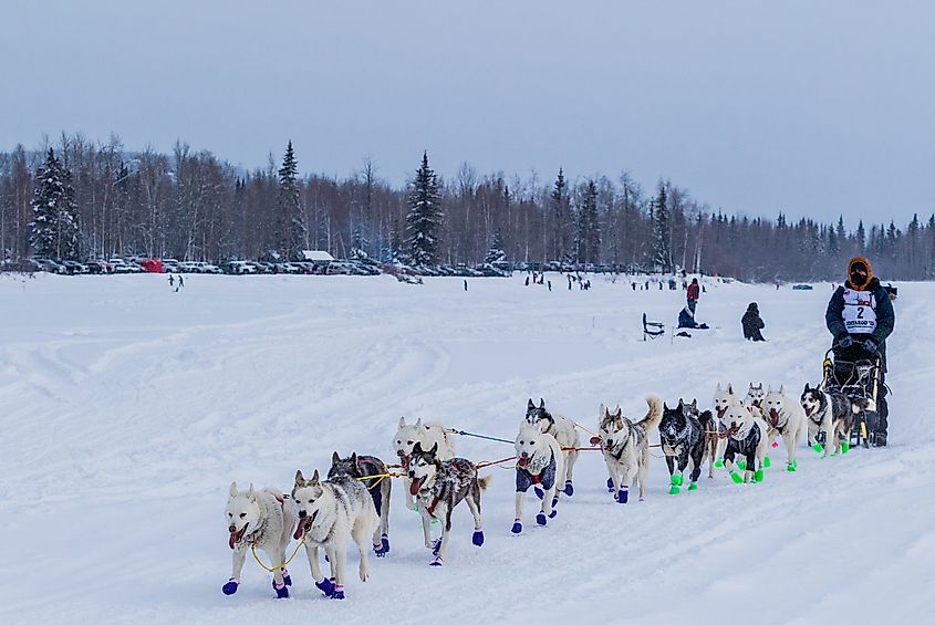 Dogsled race in Fairbanks, Alaska.