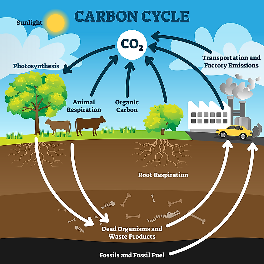  What Is A Carbon Sink WorldAtlas