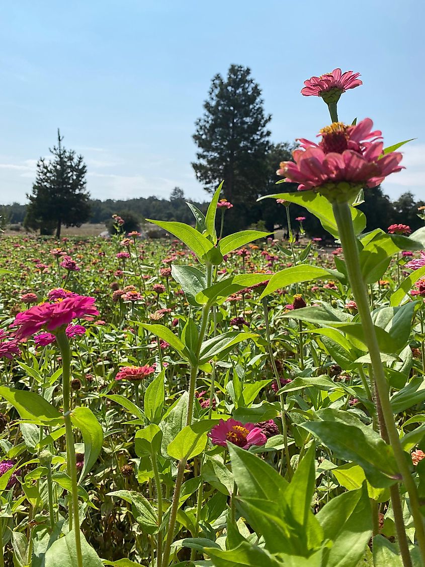 Close up of bright pink flowers in a beautiful field in Julian, California.Close up of bright pink flowers in a beautiful field in Julian, California.