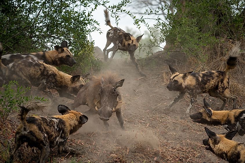 A pack of African wild dogs attacking a warthog.
