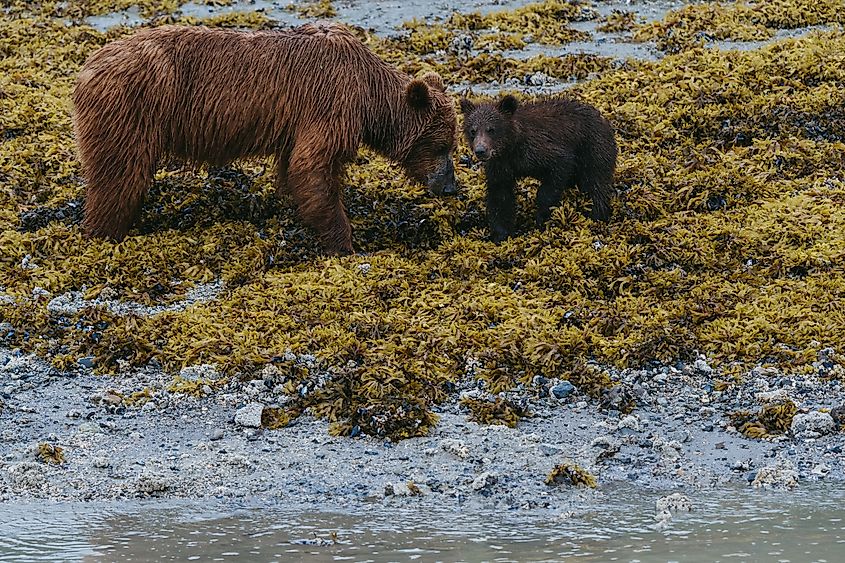 Grizzly bears in Glacier Bay National Park near Gustavus, Alaska.