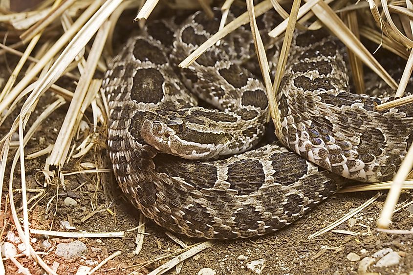 Eastern massasauga.