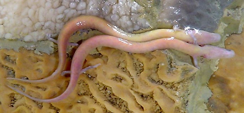 Two olms (Proteus anguinus), in Postojna Cave, Slovenia.