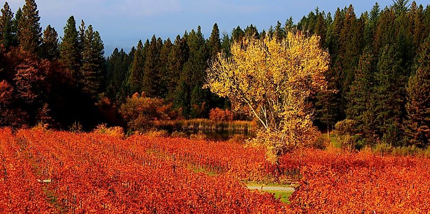 A vineyard vibrant with fall colors in Apple Hill, California 