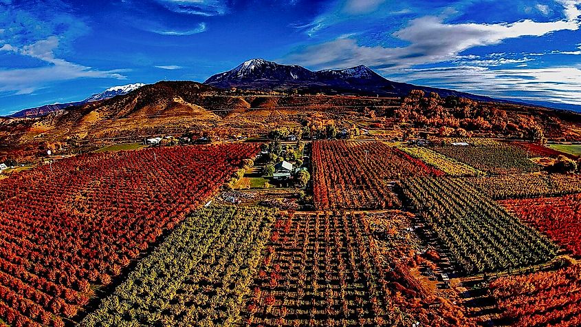 Autumn harvest in Paonia, Colorado.