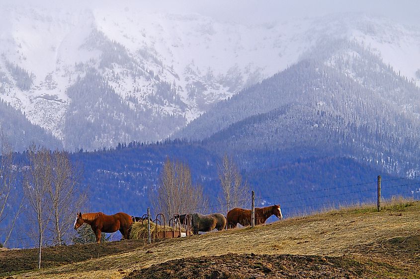 Farm landscape around Columbia Falls, Montana.