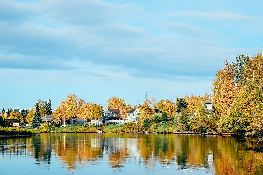 Golden trees along the Chena River in Fairbanks, Alaska.