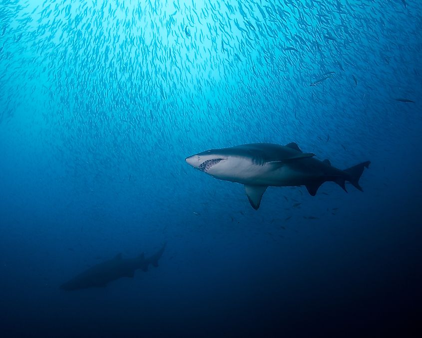 Sharks off the coast of North Carolina