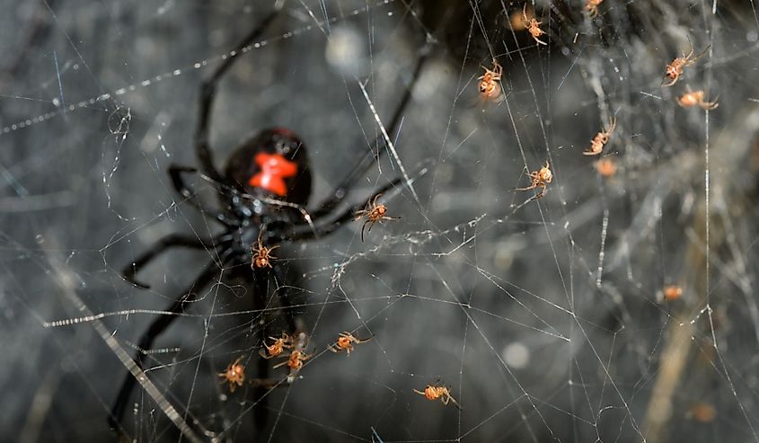 Southern Black Widow spider babies climbing on their web, with their mother guarding them farther behind.