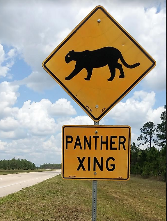 A roadside traffic sign on Daniels Parkway in Fort Myers, Florida warning drivers to keep alert for any panthers that may be crossing the road.