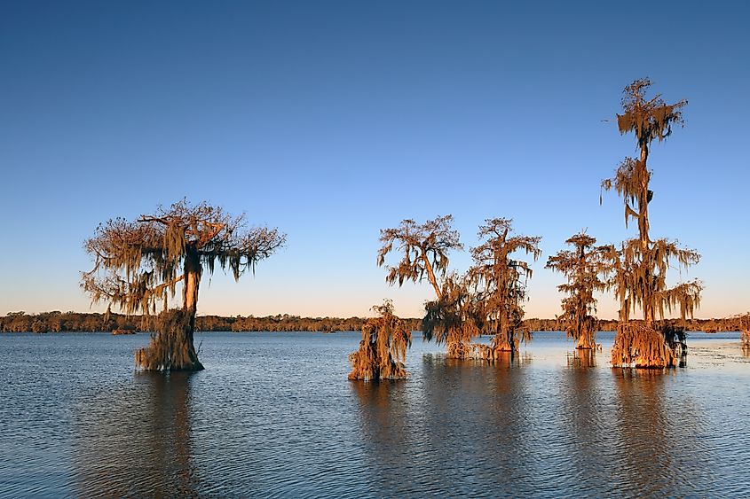 Cypress Trees in Lake Martin, Breaux Bridge, Louisiana.