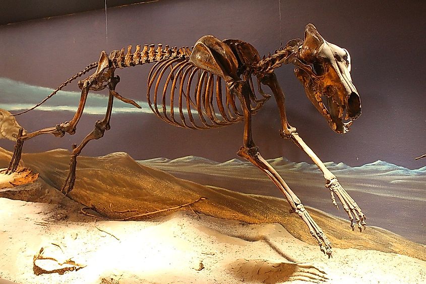 preserved extinct animals