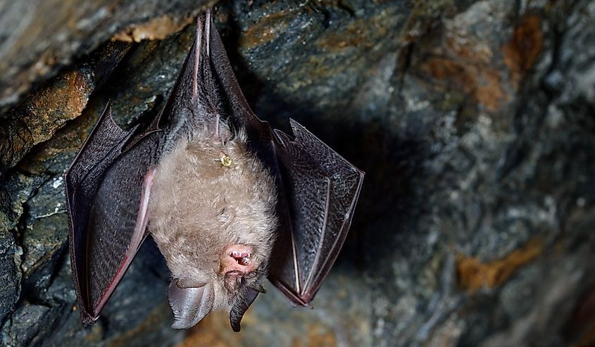 Lesser horseshoe bat (Rhinolophus hipposideros)