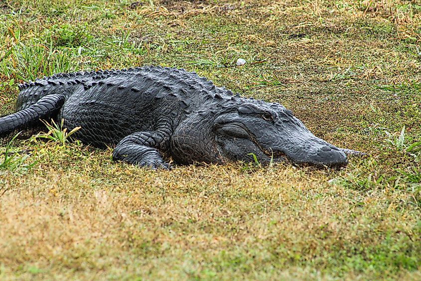 American Alligator resting on the grass.