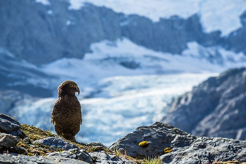 Animals That Live In The Tundra - WorldAtlas