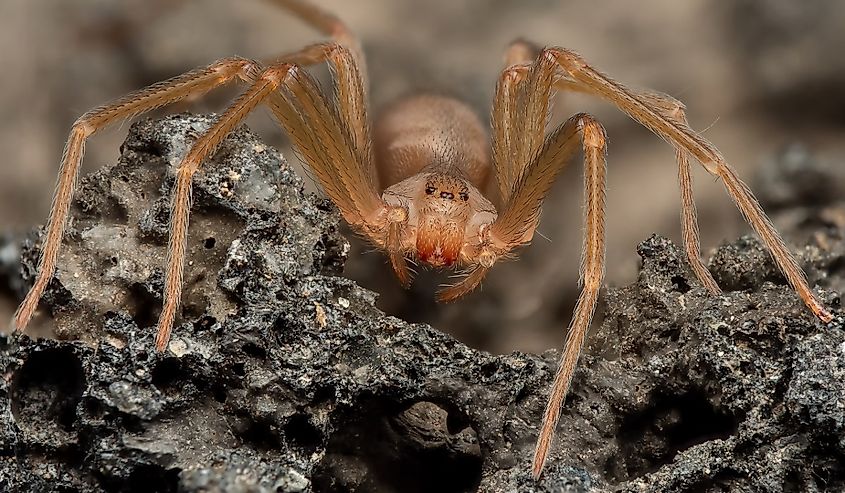 Mediterranean recluse spider, violin spider (Loxosceles rufescens), Brown recluse spider, in its wild habitat.