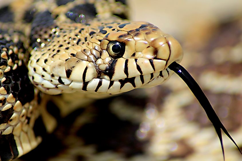 Bull Snake