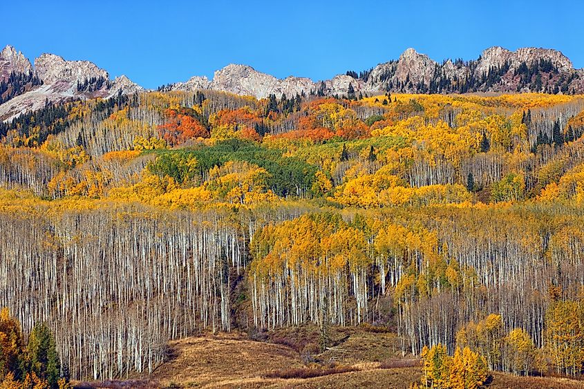 Aspen Trees at Kebler Pass near Crested Butte in Colorado.