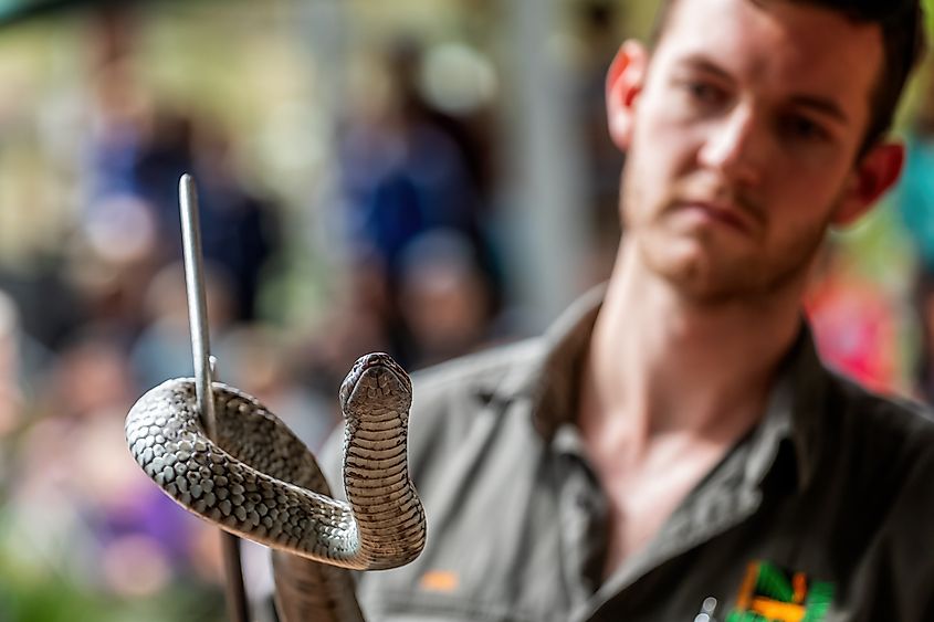 Park keeper displaying venomous tiger snake in Reptile Park, New South Wales