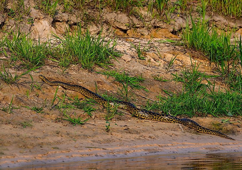Green Anaconda, Pantanal in Brazil.