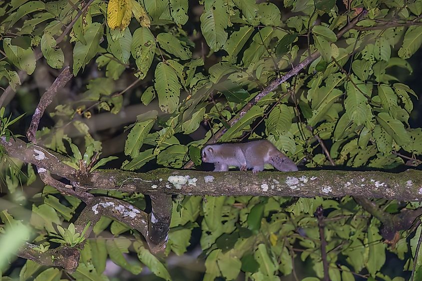 Bengal slow loris at Namdapha National Park, Arunachal Pradesh, India.