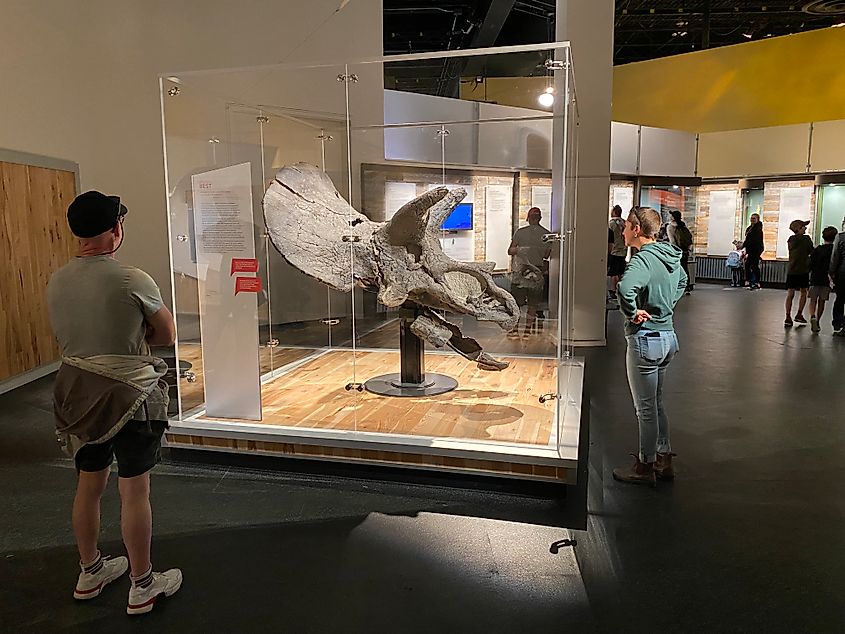 Visitors of the Royal Tyrrell Museum admiring a large, intact Triceratops skull, housed in a protective glass case. 