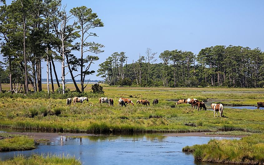 Wild horses in a wetland at the Chincoteague National Wildlife Refuge, Virginia.