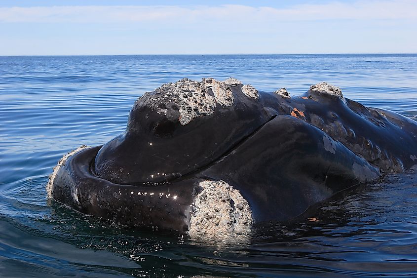 Head of the Southern right whale on the surface of th water