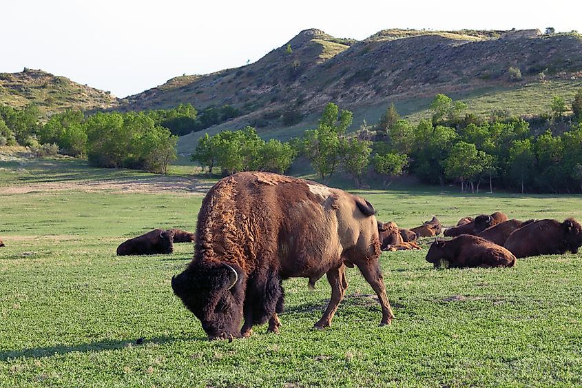 Bison in Theodore Roosevelt National Park in Medora, North Dakota.