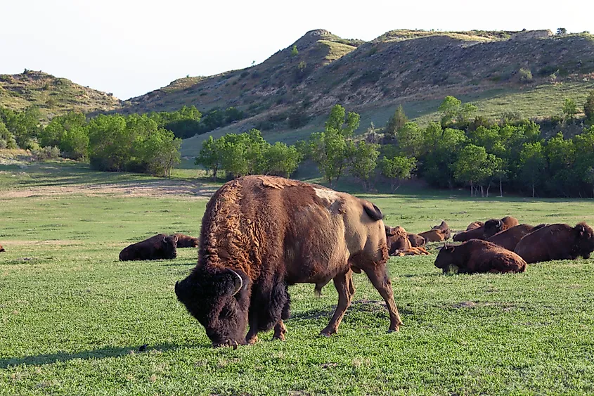 Bison in Theodore Roosevelt National Park, Medora, North Dakota.