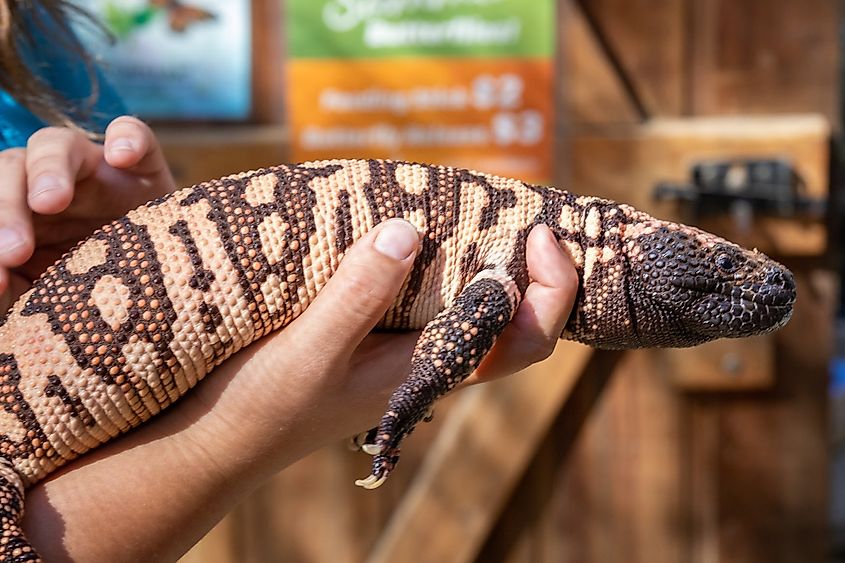 A Gila monster, a species threatened by the pet trade.