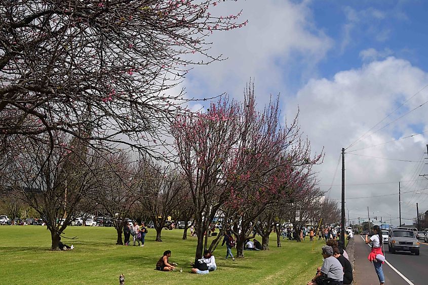 The Waimea Cherry Blossom Heritage Festival at Church Row Park in Waimea.