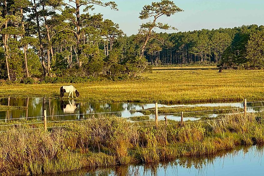 A Wild pony on Beach Road Image Credit Bryan Dearsley