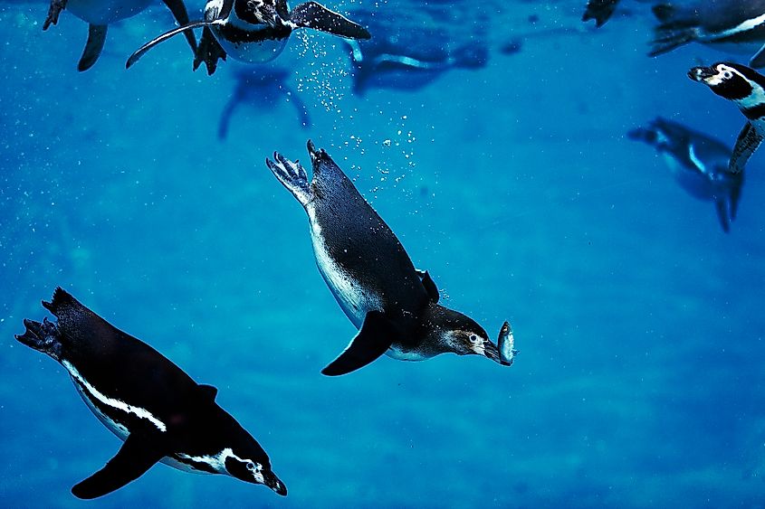 penguin eating squid