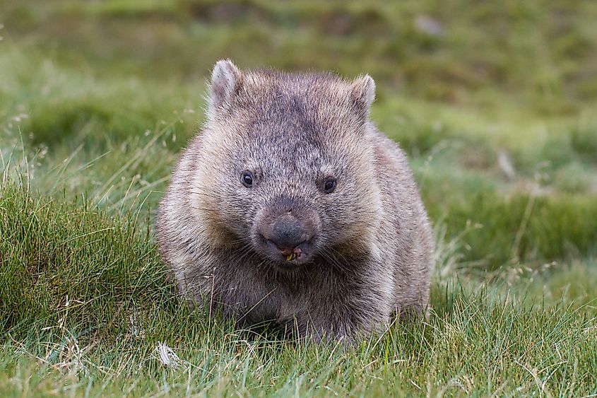 Wombats may be poisoned by human food.