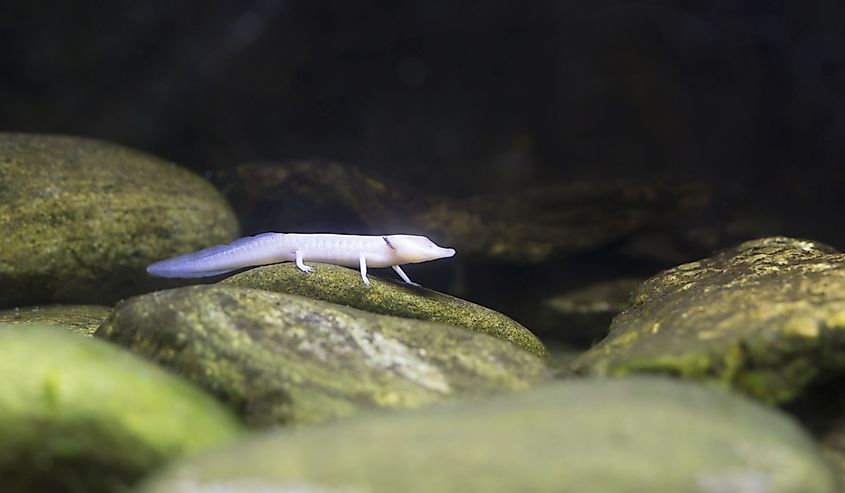 Close up of a Blind Texas Salamander crawling along rocks