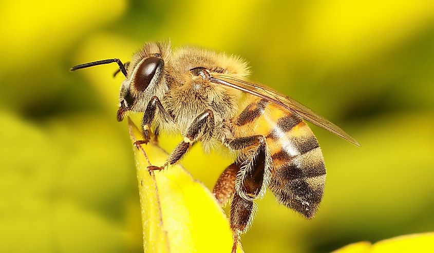 African bee perched on a leaf.