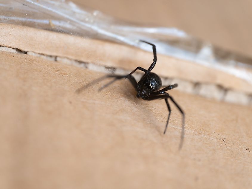 Latrodectus hesperus, the western black widow.