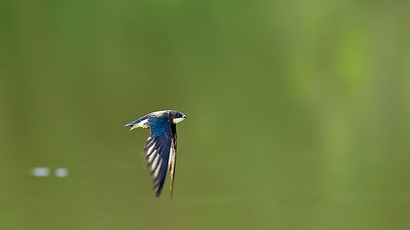 White throated Needletail is flying at high speed