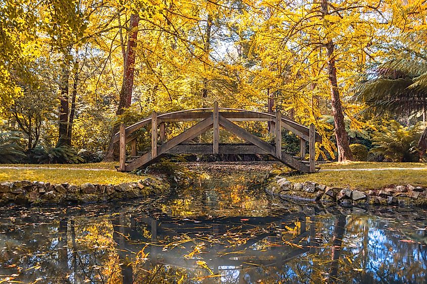 Alfred Nicholas Memorial Gardens on a warm sunny autumn day in the Dandenongs regoion of Sassafras, Victoria, Australia.