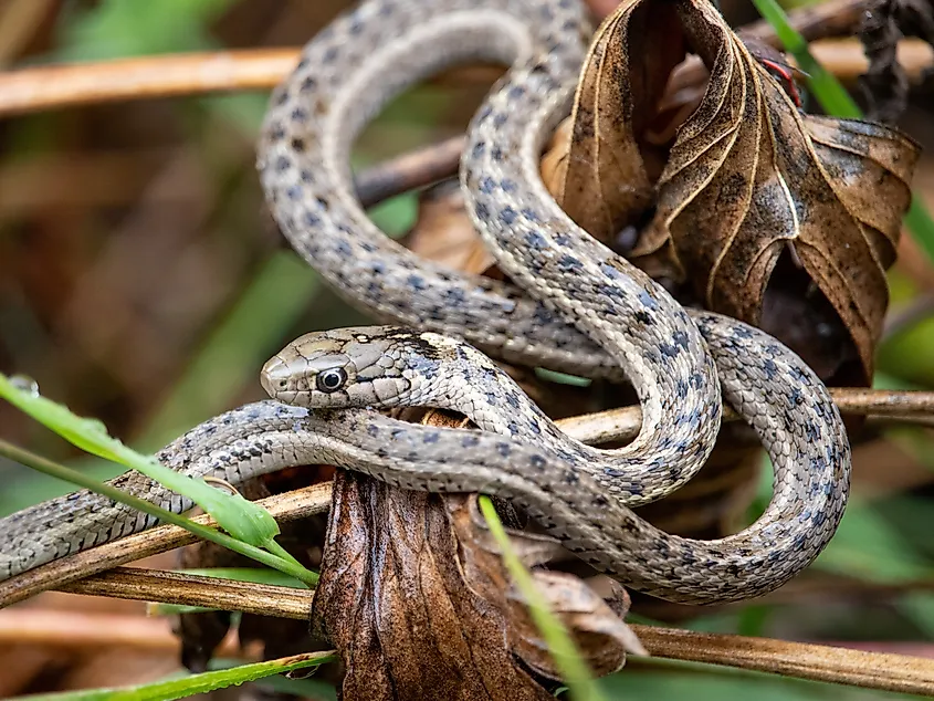 Western terrestrial garter snake