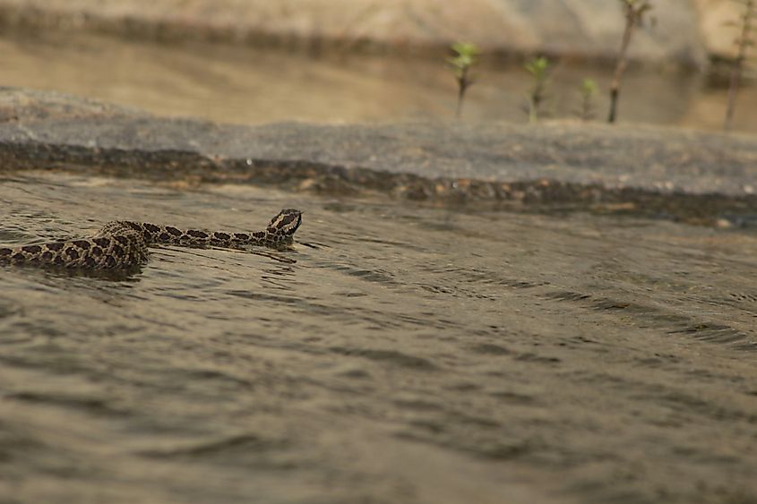 An Eastern Massasauga rattlesnake swimming in the water.