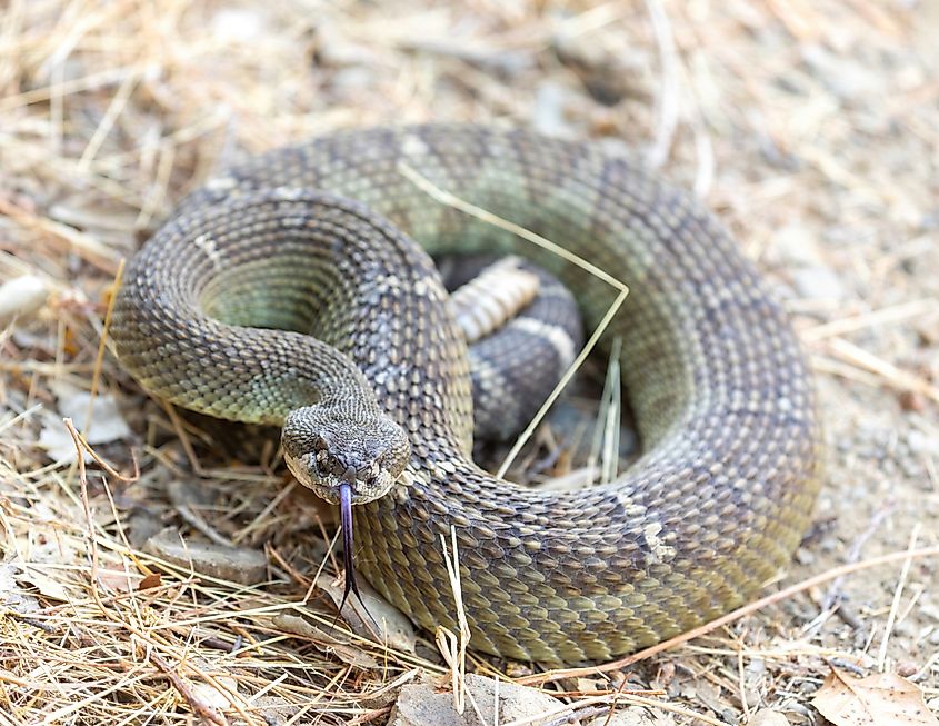 A coiled up northern Pacific rattlesnake.