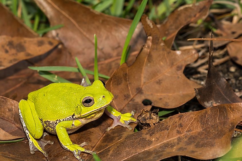 A barking tree frog, an important prey species of snakes, in the Apalachicola National Forest.