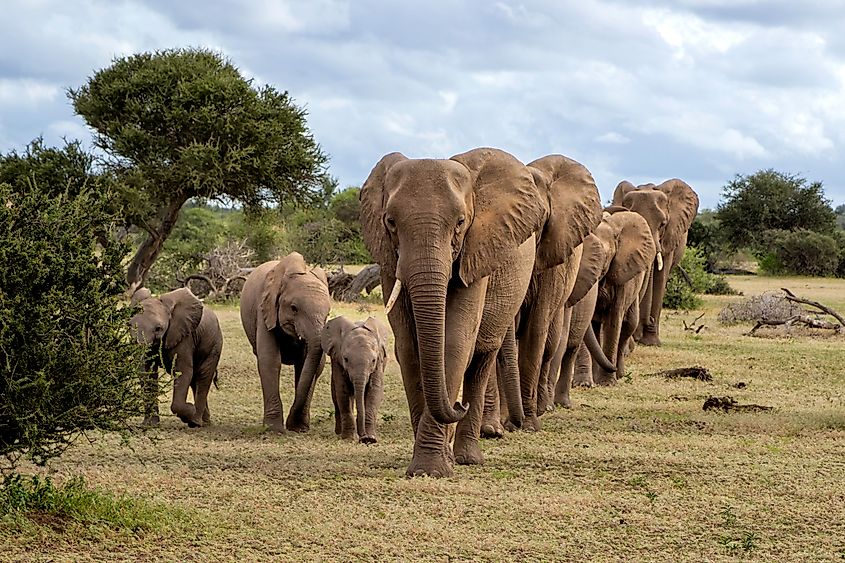 Elephant herd walking in the green season in a Game Reserve in the Tuli Block in Botswana.